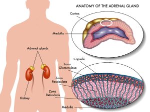 Medical illustration of anatomy of adrenal gland