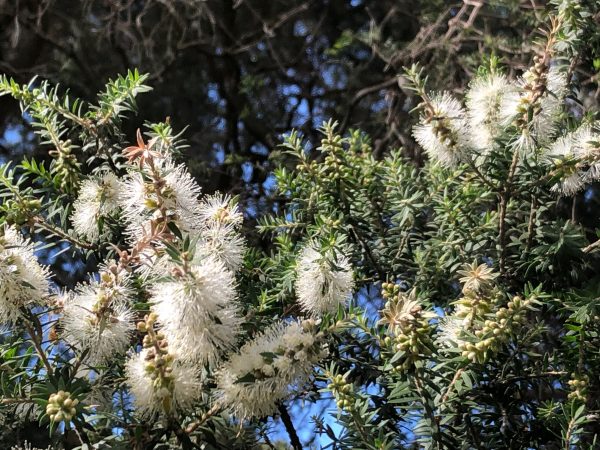 Learn all about the powerful Moonah Tree Flower Essence with Kerrie Searle, Animal Communicator - visit www.animal-communicator.com.au for more.