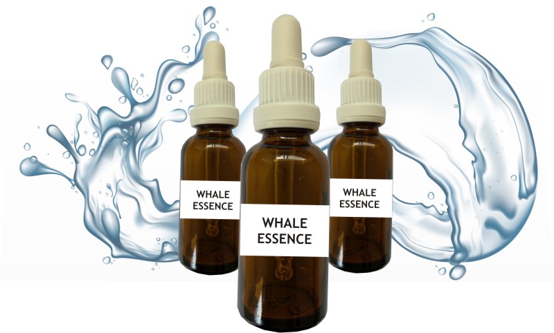 Whale Essence by Kerrie Searle, Animal Communicator & Flower Essence Practitioner, buy online at www.animal-communicator.com.au/essences