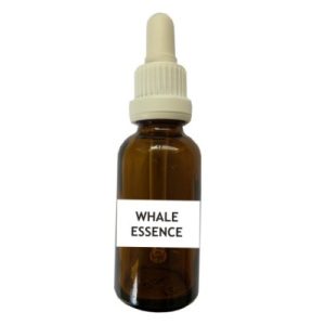 'Whale Essence' by Kerrie Searle, Animal Communicator & Flower Essence Practitioner, buy online at www.animal-communicator.com.au