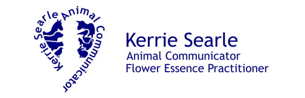 Official website of Kerrie Searle, Animal Communicator and Flower Essence Practitioner - www.animal-communicator.com.au