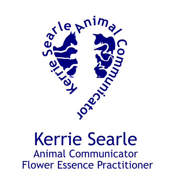 Official website of Kerrie Searle, Animal Communicator and Flower Essence Practitioner - www.animal-communicator.com.au